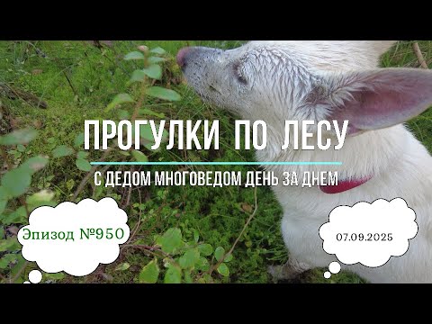 Видео: Прогулки по лесу. День за днем с дедом Многоведом. 7 сентября 2025г. Эпизод 950.