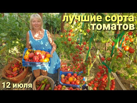 Видео: УРОЖАЙ собираем ящиками.ЛУЧШИЕ СОРТА ТОМАТОВ 2024  Муж упал на помидоры(