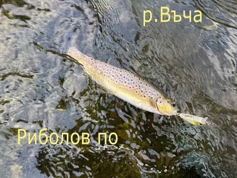 Видео: Риболов на Балканки по река Въча