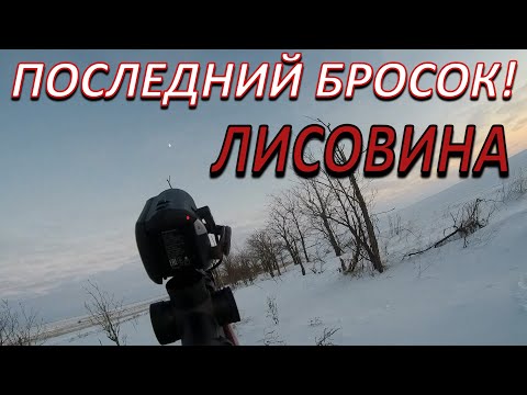 Видео: ЧУТЬЁ ЕГО НЕ ПОДВЕЛО,но было уже поздно!Я думал здесь лис нет!FOX HUNTING