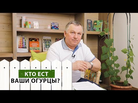 Видео: 5 главных вредителей огурцов. Эффективные меры борьбы