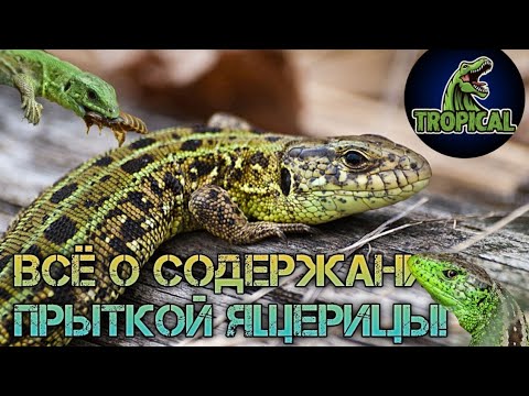 Видео: Всё о содержании прыткой ящерицы! Прыткая ящерица. Содержание ящерицы. Ящерица.