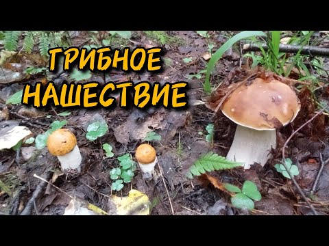 Видео: Грибное нашествие. Тихая охота 30.08.2025 года