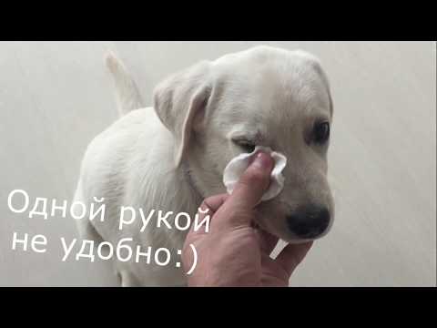 Видео: Уход за собакой | Забота о лабрадоре Бэтти