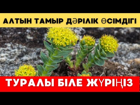 Видео: Алтын тамыр дәрілік өсімдігі туралы біле жүріңіз. Патшалардың дәрісі немесе “өлместің шөбі”