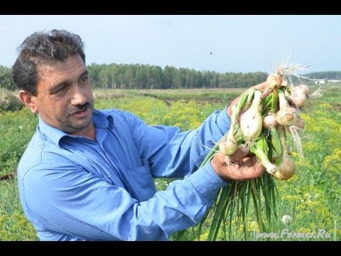 Видео: Роман Алыев о луке-шалот