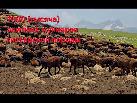 Видео: Тысяча элитных кучкаров гиссарской породы