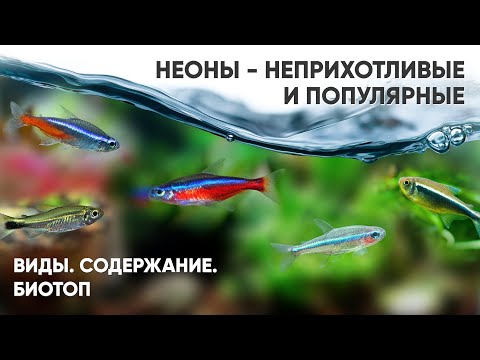 Видео: Неоны - неприхотливые аквариумные рыбки. Виды. Содержание. Биотоп