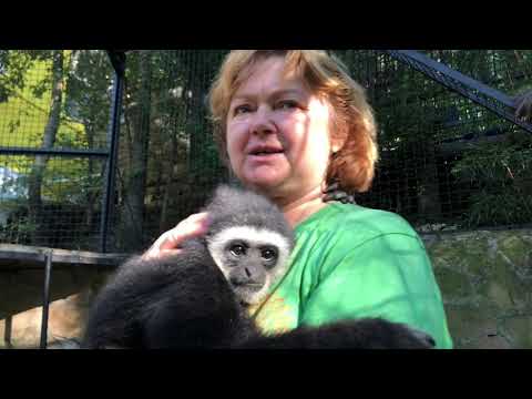 Видео: Наш Гоша  - гиббон попрыгунчик!