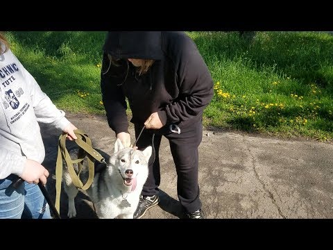 Видео: Хаски тянет поводок. Используем поводок-контроллер как временное средство для коррекции поведения.