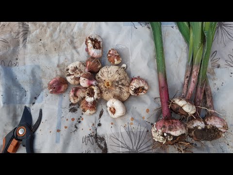 Видео: Осенняя уборка клубнелуковиц и клубнепочек гладиолуса