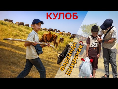 Видео: Шахромаки Ховалинги/Подавони дар Кулоб/Шахромча интернета кафонд 🔥