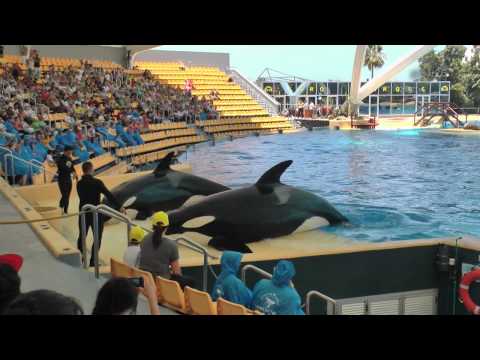 Видео: Тенерифе Касатки-мощь и изящество 2вер -Orcas (killer whales), the unity of the powerful and elegant
