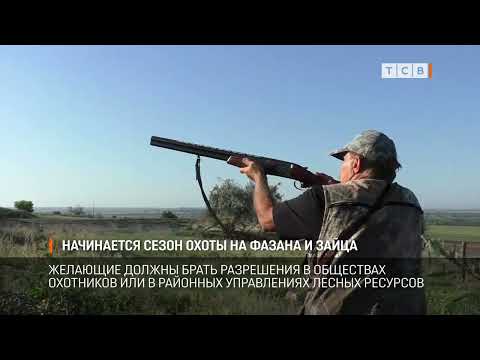 Видео: Начинается сезон охоты на фазана и зайца
