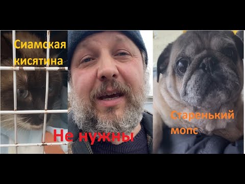 Видео: Спасение животных Сиамская кисятина, гости и ненужный мопс