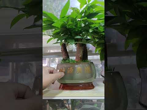 Видео: 11 ноября 2025 г.