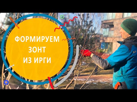 Видео: Формируем зонт из ирги | весенняя формирующая обрезка