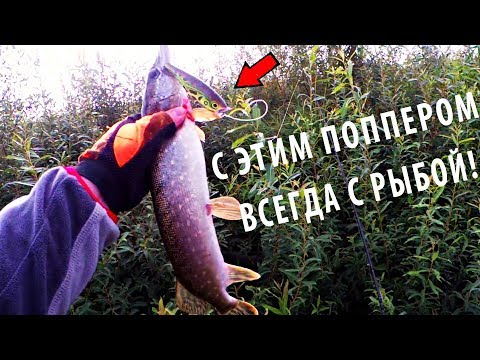 Видео: Рыбалка на Малой Реке. Щука на Поппер. С ЭТИМ ПОППЕРОМ ВСЕГДА С РЫБОЙ!