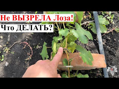 Видео: Не ВЫЗРЕЛА ЛОЗА Винограда! Что ДЕЛАТЬ? Спасаем МОЛОДЫЕ КУСТЫ