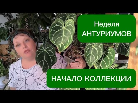 Видео: НЕДЕЛЯ АНТУРИУМОВ. С чего начиналась коллекция. 
