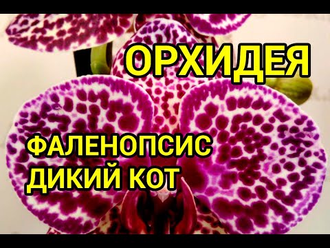 Видео: Фаленопсис Дикий кот (Phalaenopsis Wild Cat)