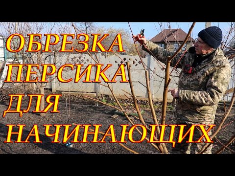 Видео: ОБРЕЗКА ПЕРСИКА ДЛЯ НАЧИНАЮЩИХ