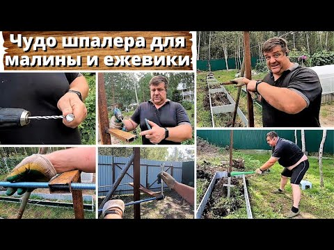 Видео: Как сделать шпалеру для малины, ежевики.  Самая удобная шпалера.