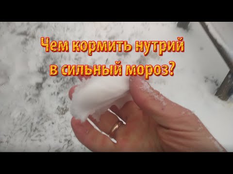 Видео: ЧЕМ КОРМИТЬ НУТРИЙ В СИЛЬНЫЙ МОРОЗ?