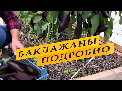 Видео: Баклажаны. Выращивание и уход. От и до.