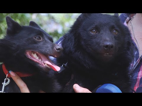 Видео: Шипперке : самая маленькая овчарка в мире. Все о породе от А до Я