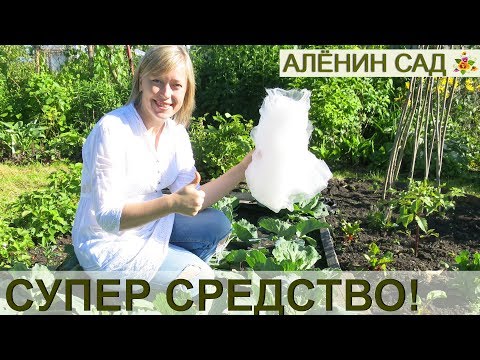 Видео: Как спасти капусту от гусениц ЛУЧШИЙ СПОСОБ  от гусениц, колорада, моли, долгоносика,  капустной мух