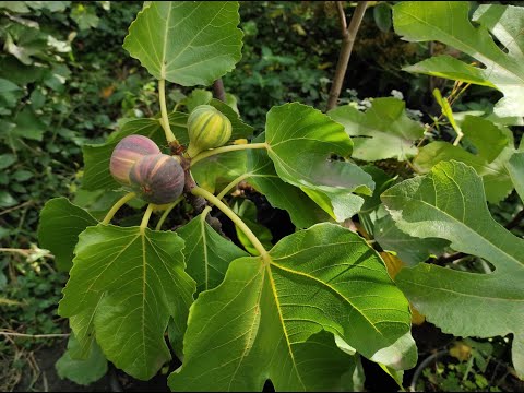 Видео: Инжир сорта BNR