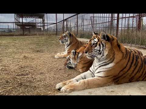 Видео: ЛУННАЯ ПОХОДКА тигра Акбара ! Отличие суматранских тигров от амурских явно видно !