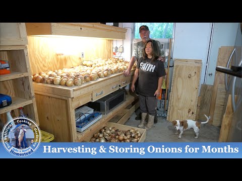 Видео: Как собирать, сушить и хранить лук