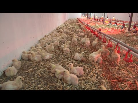 Видео: Қызылордада «бройлер» құстарды өсіру қолға алынды