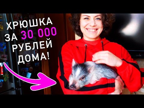 Видео: ПОКУПАЕМ МИНИ ПИГА! ПОРОСЕНОК ЗА 30 000 РУБЛЕЙ ЖИВЕТ ДОМА - НЕОБЫЧНЫЕ ДОМАШНИЕ ЖИВОТНЫЕ