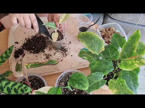 Видео: Пересадки комнатных растений 🪴🪴🪴