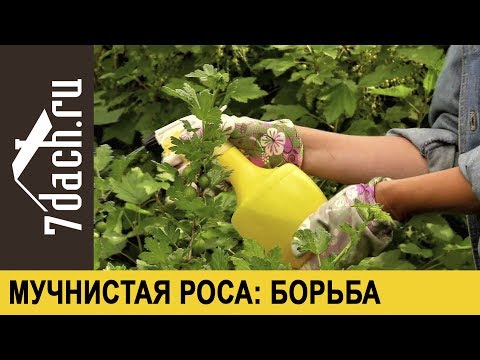 Видео: Мучнистая роса на плодовых кустарниках: боремся без химии - 7 дач