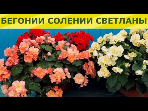 Видео: ВЕЛИКОЛЕПНЫЕ БЕГОНИИ СОЛЕНИИ СВЕТЛАНЫ.