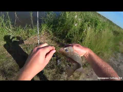 Видео: Поклёвка раз за разом . Рыбалка на карася не далеко от секретного куста.