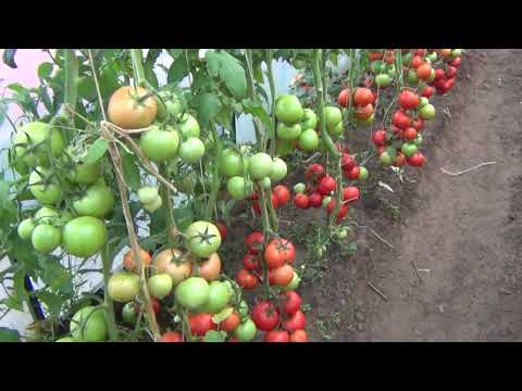Видео: Томат Адонис