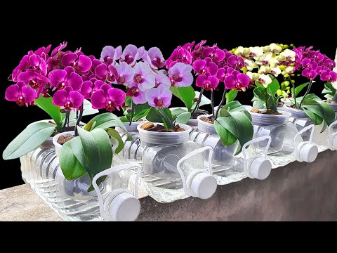 Видео: Посаженные таким образом орхидеи быстро растут. Цветы цветут обильно и никогда не гниют.