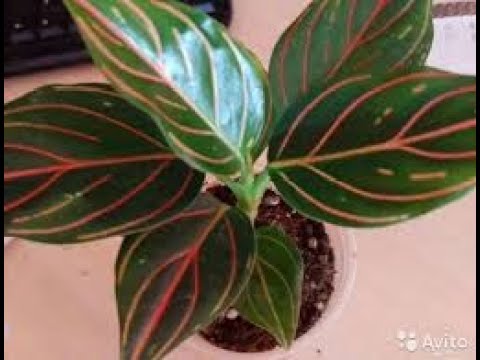 Видео: Сравниваем сорта аглаонем.
