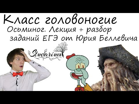 Видео: Класс головоногие. Осьминог. Лекция и разбор заданий от Юрия Беллевича