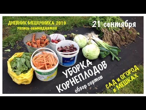 Видео: Мой ОГОРОД в МЕШКАХ. Уборка КОРНЕПЛОДОВ. Обзор сортов. ДНЕВНИК МЕШОЧНИКА 2019. Запись N 17.