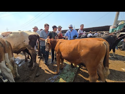 Видео: МОЛБОЗОРИ ХУЧАНД ХУДЖАНД ТОЖИКИСТОН  ,molbozor прямом эфире!