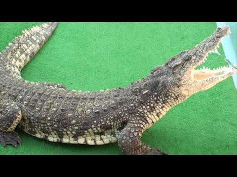 Видео: Крокодиловый каньон в Ейске интересное видео