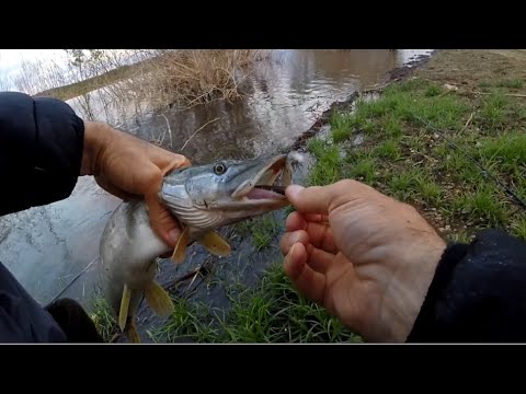 Видео: Щука на силикон