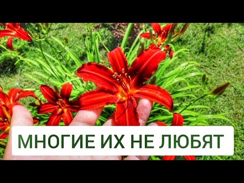 Видео: МНОГИЕ ИХ НЕ ЛЮБЯТ. 7.07.2024г.