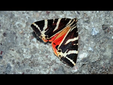 Видео: Круиз Мано Сапанут, июль 2024. Хайфа - Родос - Санторини. Долина бабочек без бабочек. Разочарование